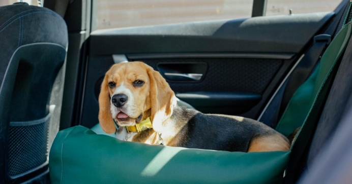 宠物AI进入车载时代：宠智灵科技的智能出行实践方案