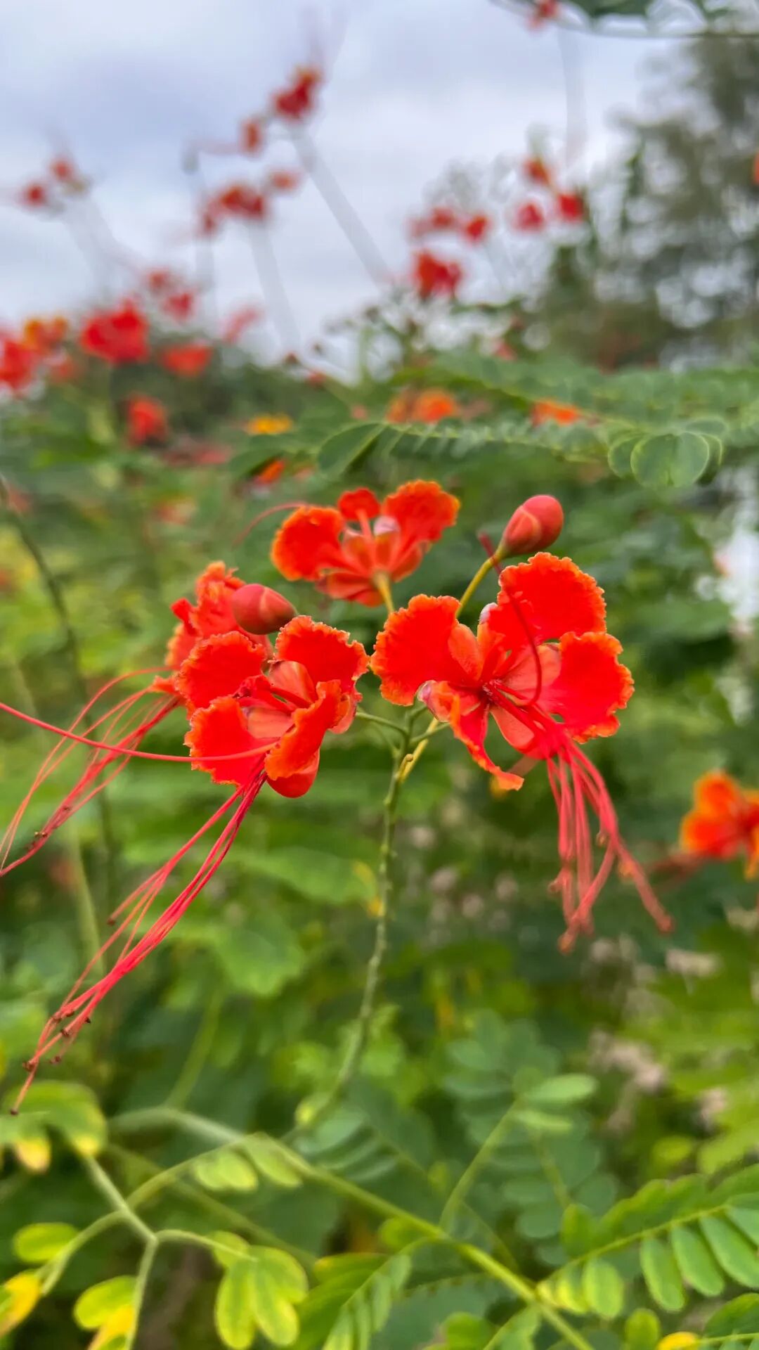 两款文生音乐的应用,一个用于声音克隆,一个是用文字直接生成歌曲