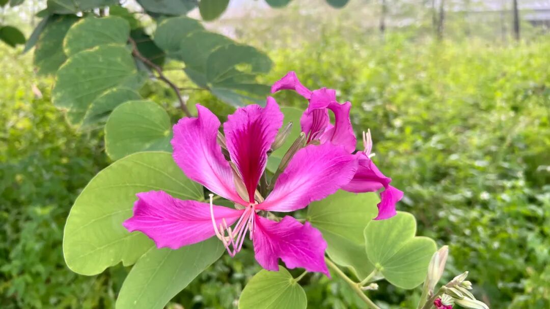 通往AGI之路:一群热爱AI的专家和爱好者的家园,走进这里,就走上了通往AGI之路