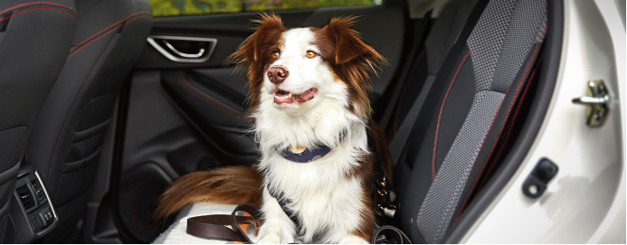 宠智灵宠物AI大模型:重构人宠汽车出行智能新生态