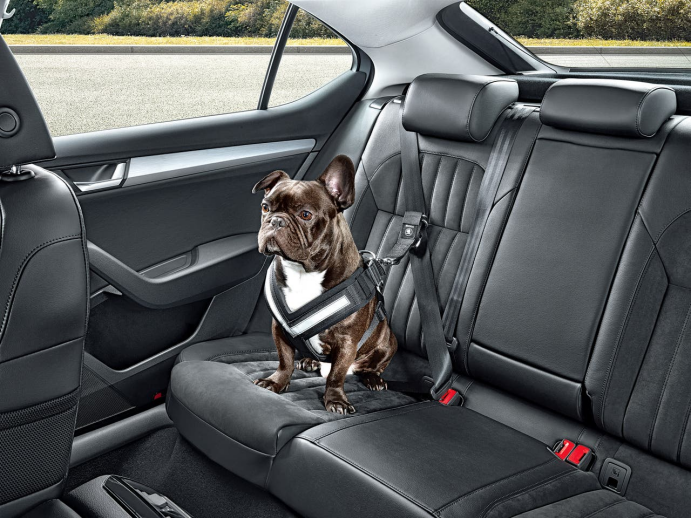 宠智灵宠物AI大模型:重构人宠汽车出行智能新生态